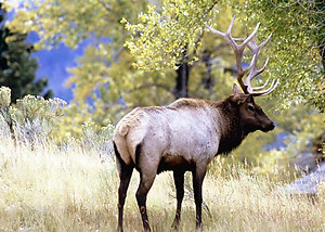 Elk RV Mural for the back of your RV by the Square Foot NOT Laminted