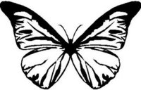 Butterfly, Vinyl cut decal