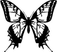 Butterfly, Vinyl cut decal