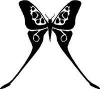 Butterfly, Vinyl cut decal