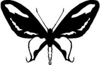 Butterfly, Vinyl cut decal