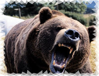 Bear Mural for your Rv by the Square Foot