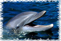 Dolphin Mural for your Rv by the Square Foot