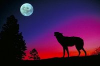 Wolf Mural for your Rv by the Square Foot NOT Laminated