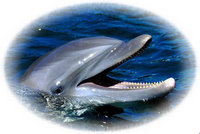 Dolphin Mural for your Rv by the Square Foot