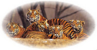 Tigers Mural for your Rv by the Square Foot