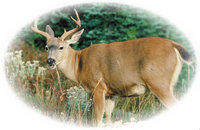 Deer Mural for your Rv by the Square Foot