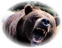 Bear Mural for your Rv by the Square Foot