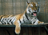 Tiger Mural for your Rv by the Square Foot NOT Laminated