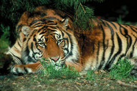 Tiger Mural for your Rv by the Square Foot NOT Laminated