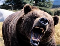 Bear Mural for your Rv by the Square Foot NOT Laminated