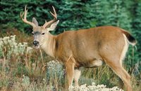 Deer Mural for your Rv by the Square Foot NOT Laminated