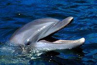 Dolphin Mural for your Rv by the Square Foot NOT Laminated