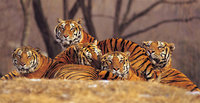 Tigers Mural for your Rv by the Square Foot NOT Laminted