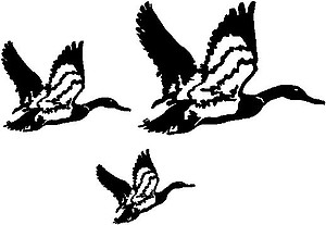 Flying Ducks, Vinyl cut decal