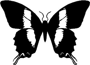 Butterfly, Vinyl cut decal