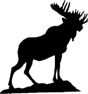 A Moose 
