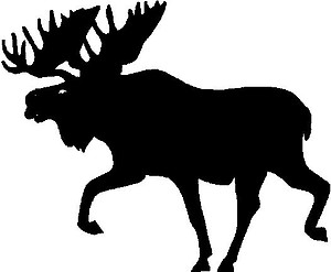A Moose