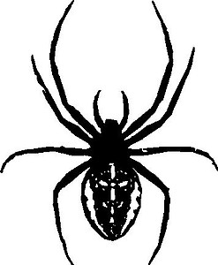 Black Widow, Spider, Vinyl cut decal