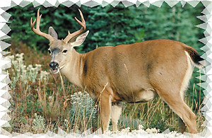 deer RV Mural for the back of your RV by the Square Foot