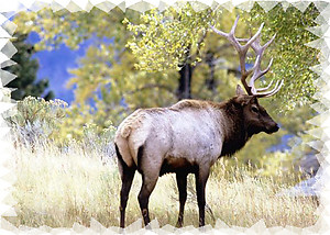 Elk RV Mural for the back of your RV by the Square Foot