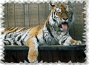 Tiger RV Mural for the back of your RV by the Square Foot