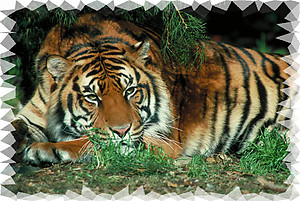 Tiger RV Mural for the back of your RV by the Square Foot