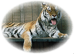 Tiger RV Mural for the back of your RV by the Square Foot