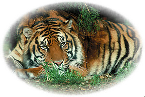 Tiger RV Mural for the back of your RV by the Square Foot