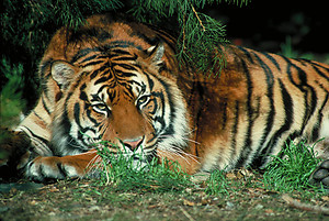 Tiger RV Mural for the back of your RV by the Square Foot NOT Laminated