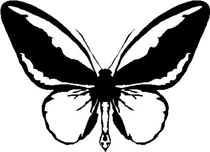 Butterfly, Vinyl cut decal