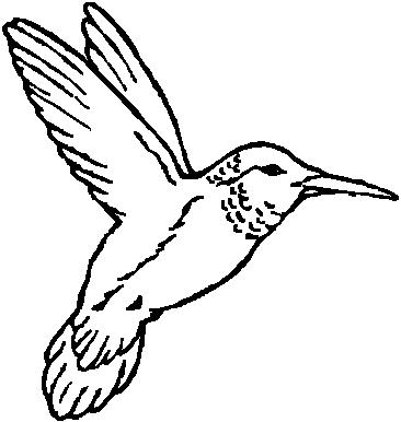 Humming Bird