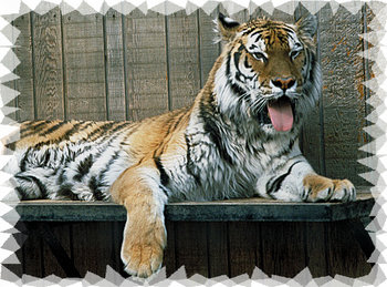 Tiger Mural for your Rv by the Square Foot