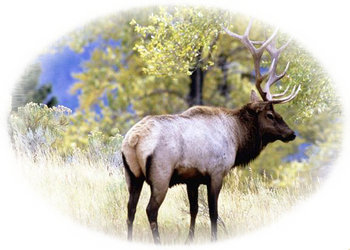 Elk RV Mural for the back of your RV by the Square Foot