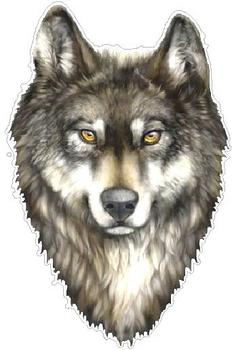 Wolf Full Color 1581